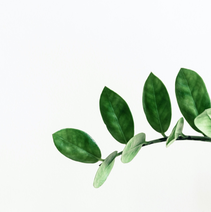 plante-verte-fond-blanc-nature